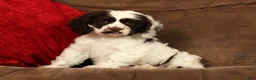 Cocker Spaniel dogs for sale: Lily - Ad 1