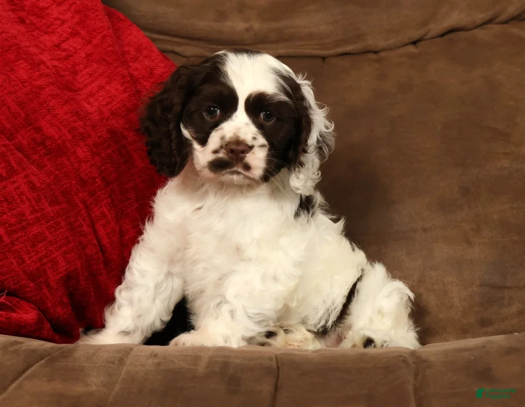 Cocker Spaniel dogs for sale: Lily - Ad 1