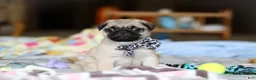 Pug dogs for sale: Poppy  - Ad 7