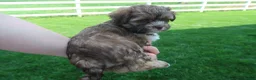 Shihpoo dogs for sale: Zoe - Ad 4
