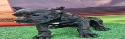 Cane Corso dogs for sale: ELLA - Ad 3