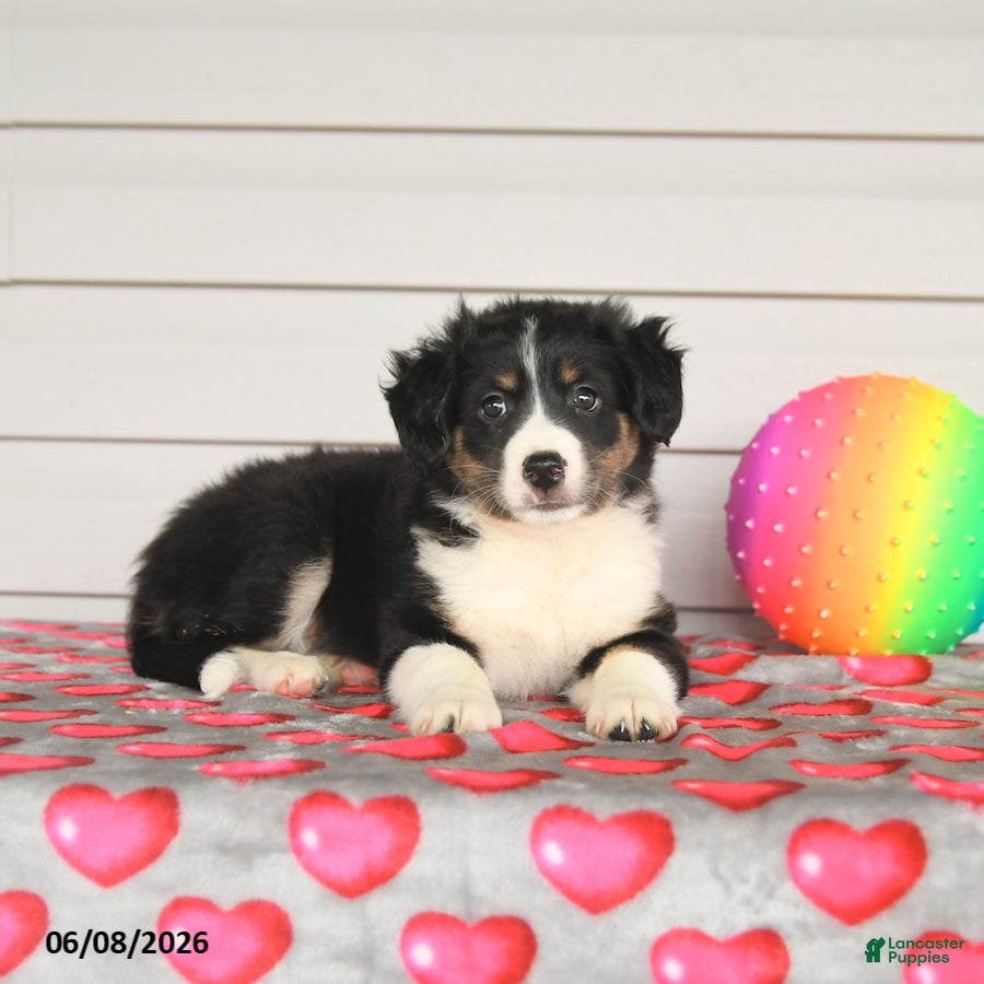 Mixed Breed dogs Kristy - Ad 2