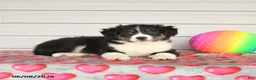 Mixed Breed dogs for sale: Kristy - Ad 2