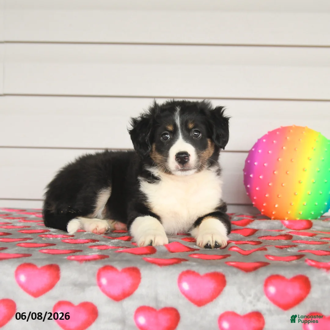 Mixed Breed dogs for sale: Kristy - Ad 2