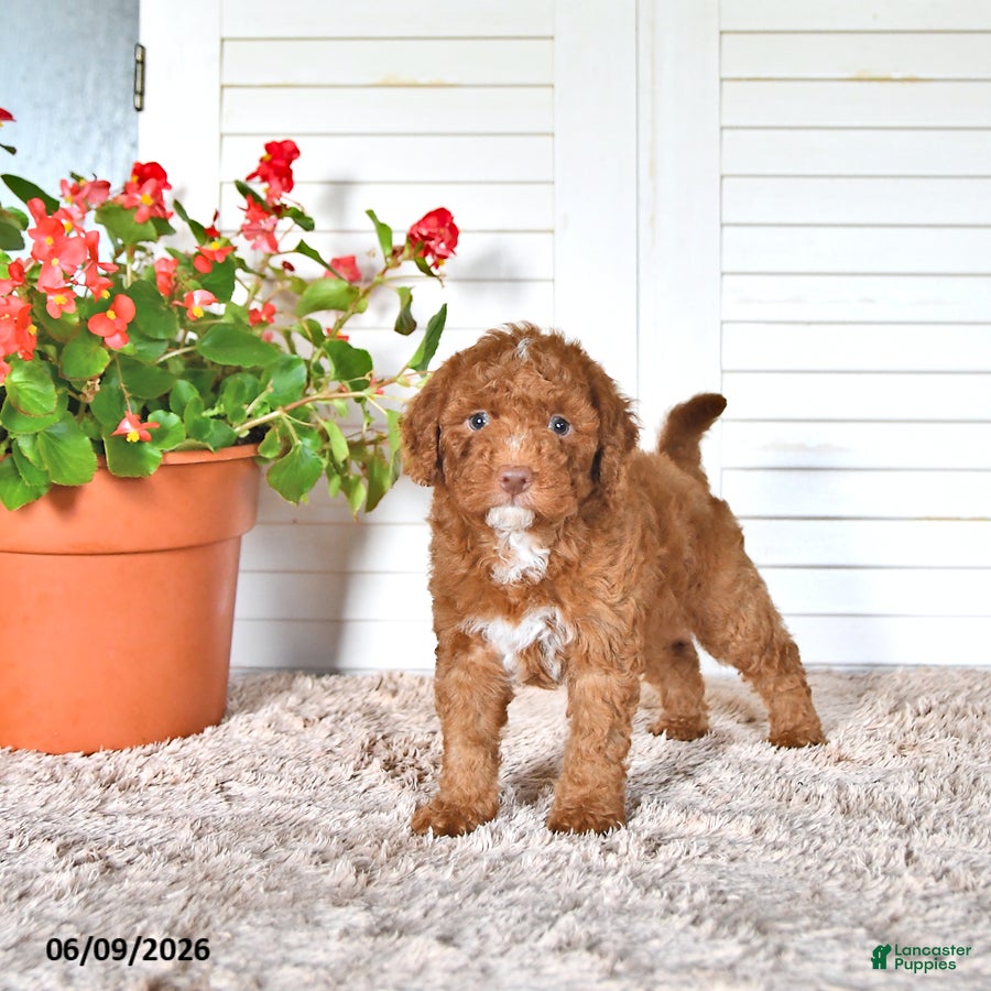 Mini Goldendoodle dogs Omar - Ad 2