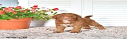 Mini Goldendoodle dogs for sale: Omar - Ad 2