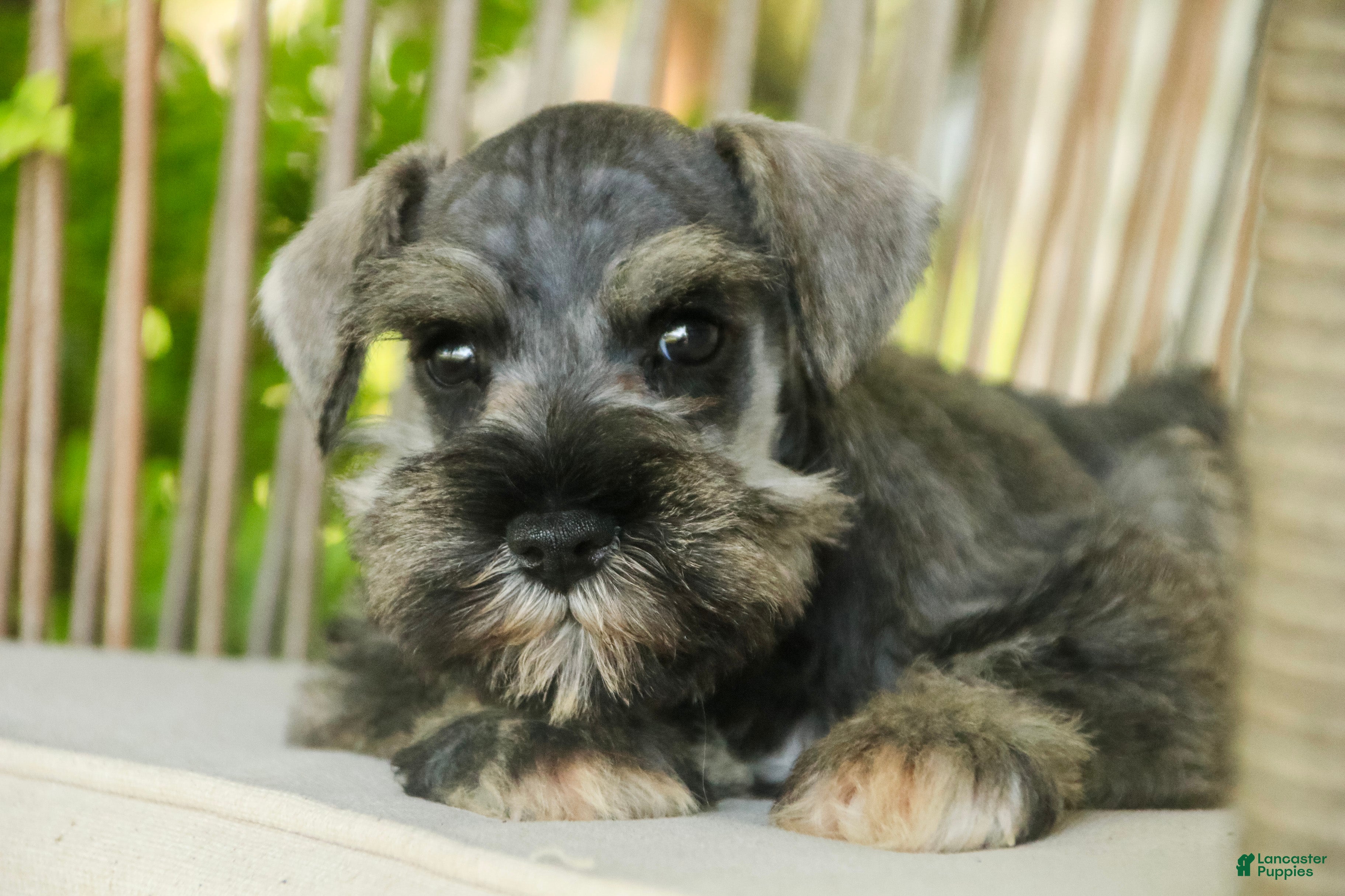 Miniature Schnauzer dogs Quartz Miniature Schnauzer  - Ad 2