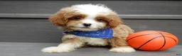 Cavapoo dogs for sale: Scout - Ad 5