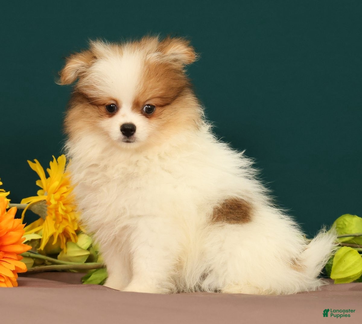 Pomeranian dogs Tinkerbell - Ad 2