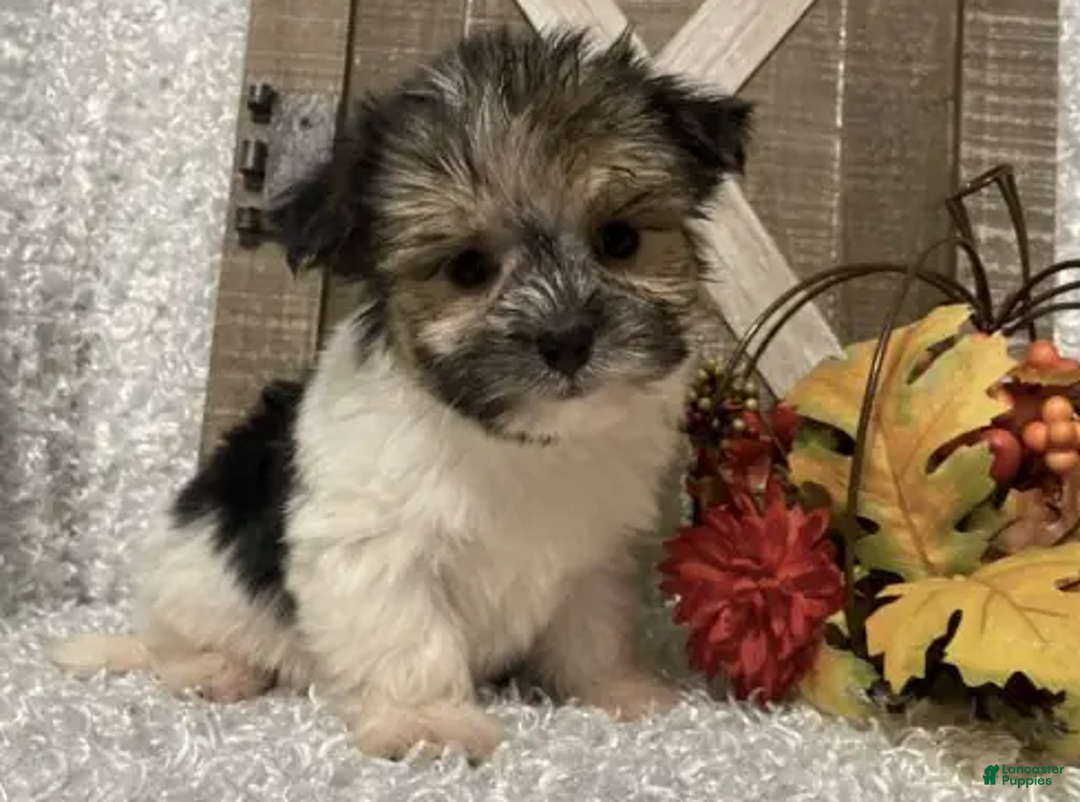 Morkie dogs for sale: Tuffy - Ad 2