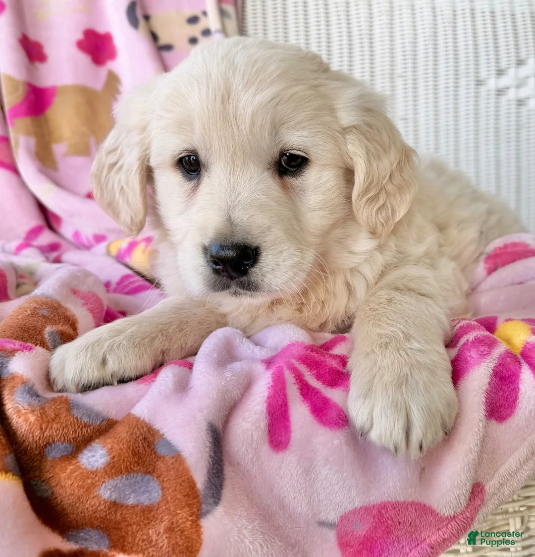 Golden Retriever dogs for sale: Summer  - Ad 3