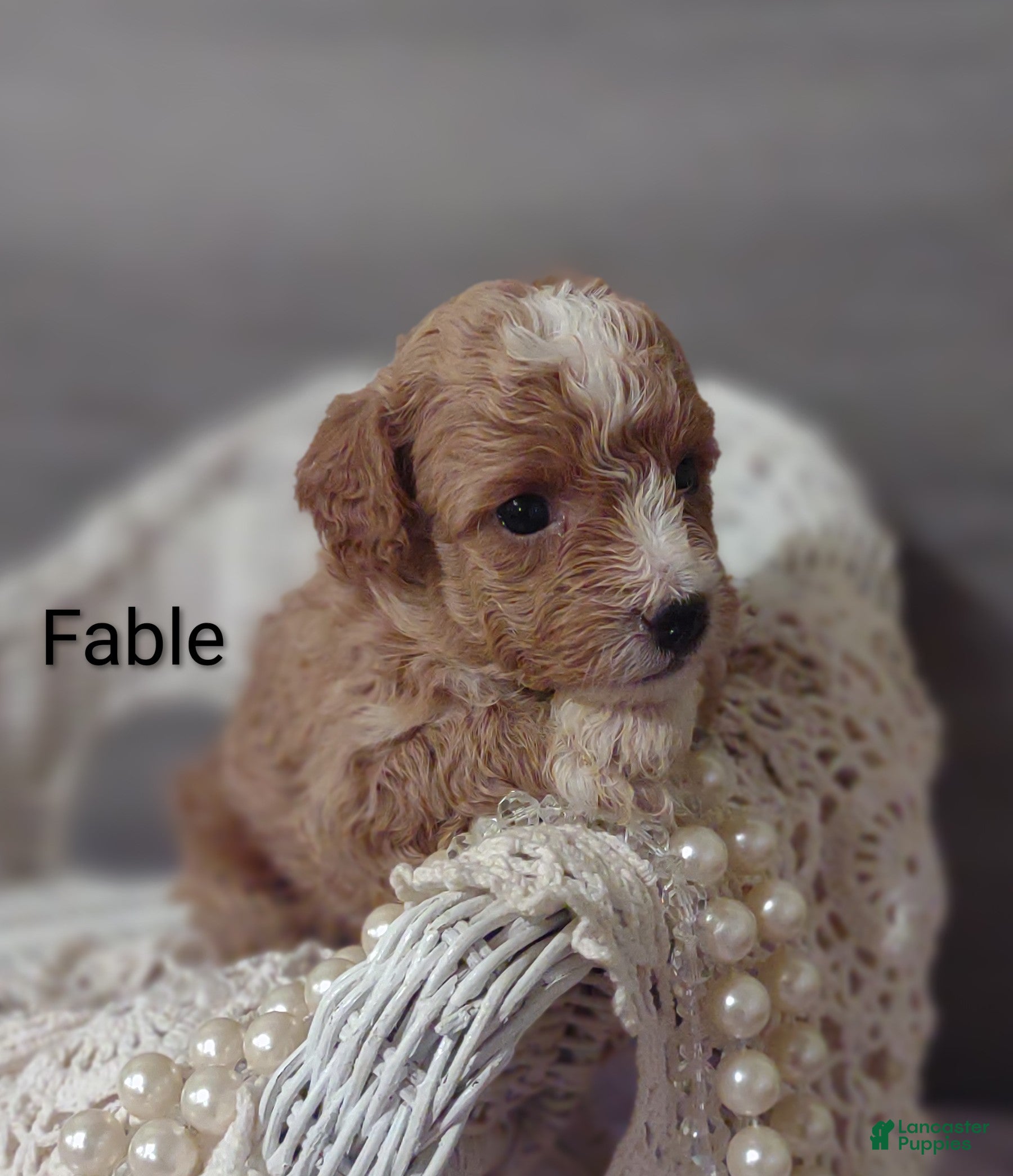 Shihpoo dogs Fable - Ad 35