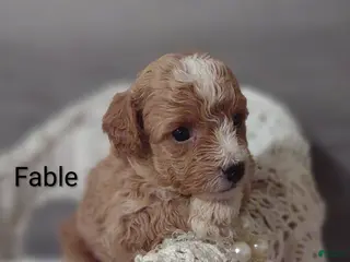 Shihpoo dogs Fable - Ad 35
