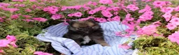 Pomeranian dogs for sale: Creed - Ad 8
