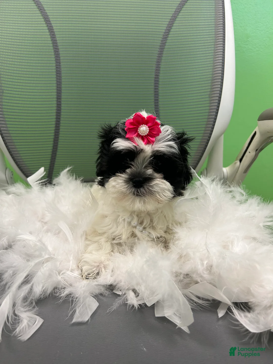 Malshi dogs for sale: Malshi Puppy 4 - Ad 3