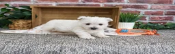West Highland Terrier dogs for sale: Aladdin - Ad 6