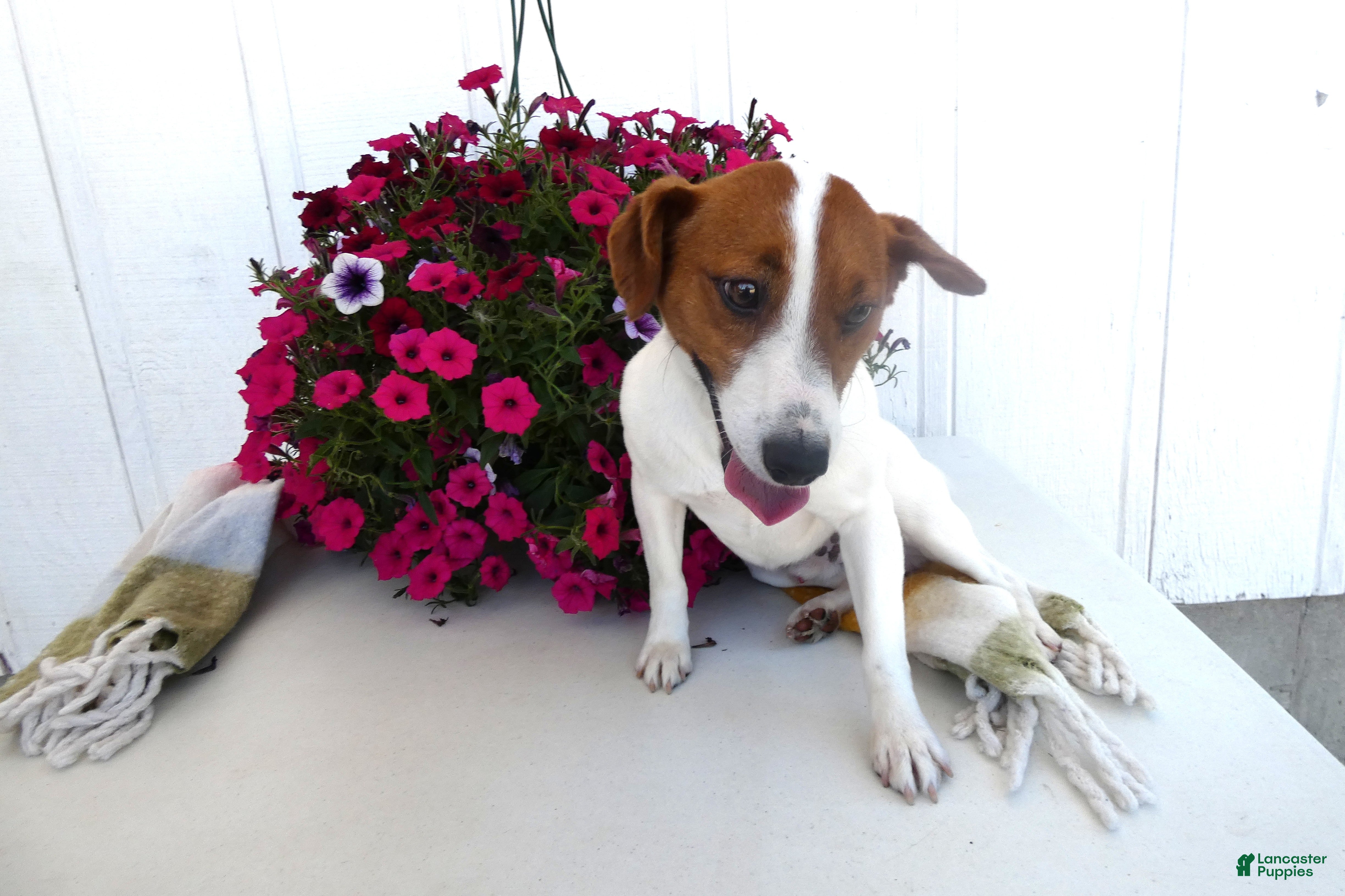 Jack Russell Terrier dogs Jack Russell Terrier Puppy 1 Max - Ad 23