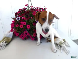 Jack Russell Terrier dogs Jack Russell Terrier Puppy 1 Max - Ad 23