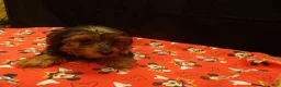 Yorkshire Terrier dogs for sale: stanly - Ad 2