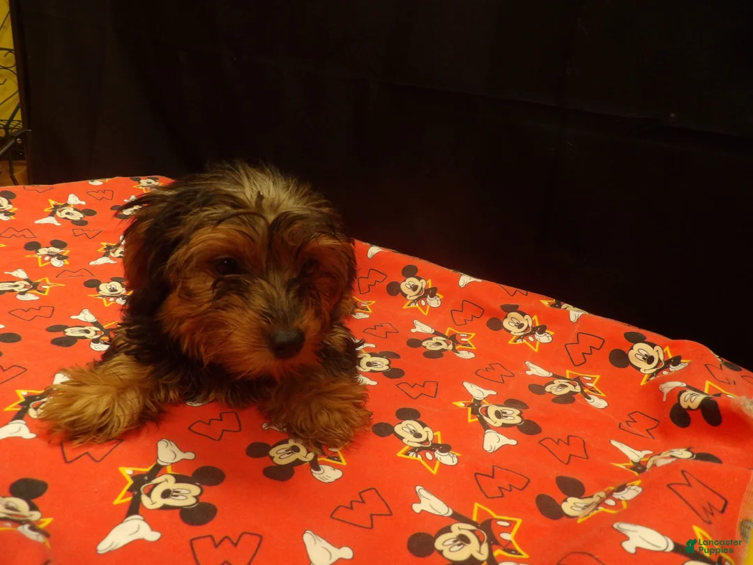 Yorkshire Terrier dogs for sale: stanly - Ad 2