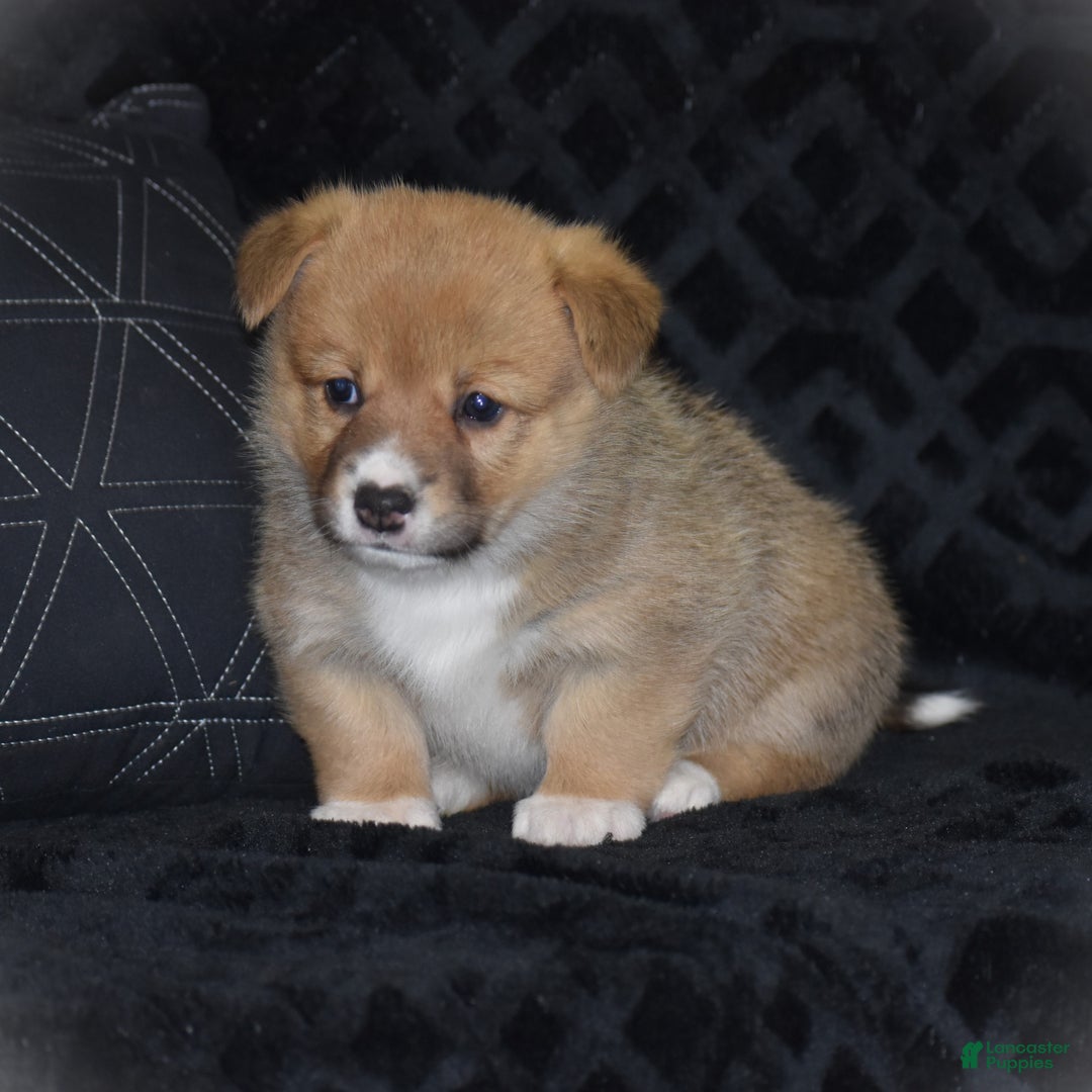 Welsh Corgi Pembroke dogs for sale: Mia - Ad 13