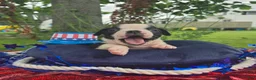 Olde English Bulldogge dogs for sale: Forky - Ad 8
