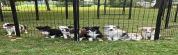 Miniature Australian Shepherd dogs for sale: Gray - Ad 5
