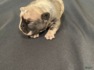 French Bulldog dogs - Ad 13