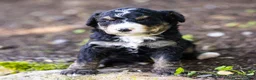 Bernedoodle dogs for sale: Hayes Bernedoodle Puppy  - Ad 1