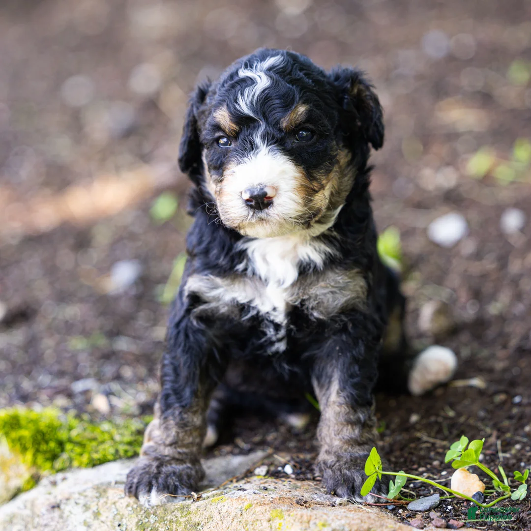 Bernedoodle dogs for sale: Hayes Bernedoodle Puppy  - Ad 1