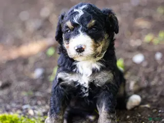 Bernedoodle dogs for sale: Hayes Bernedoodle Puppy - Ad 3