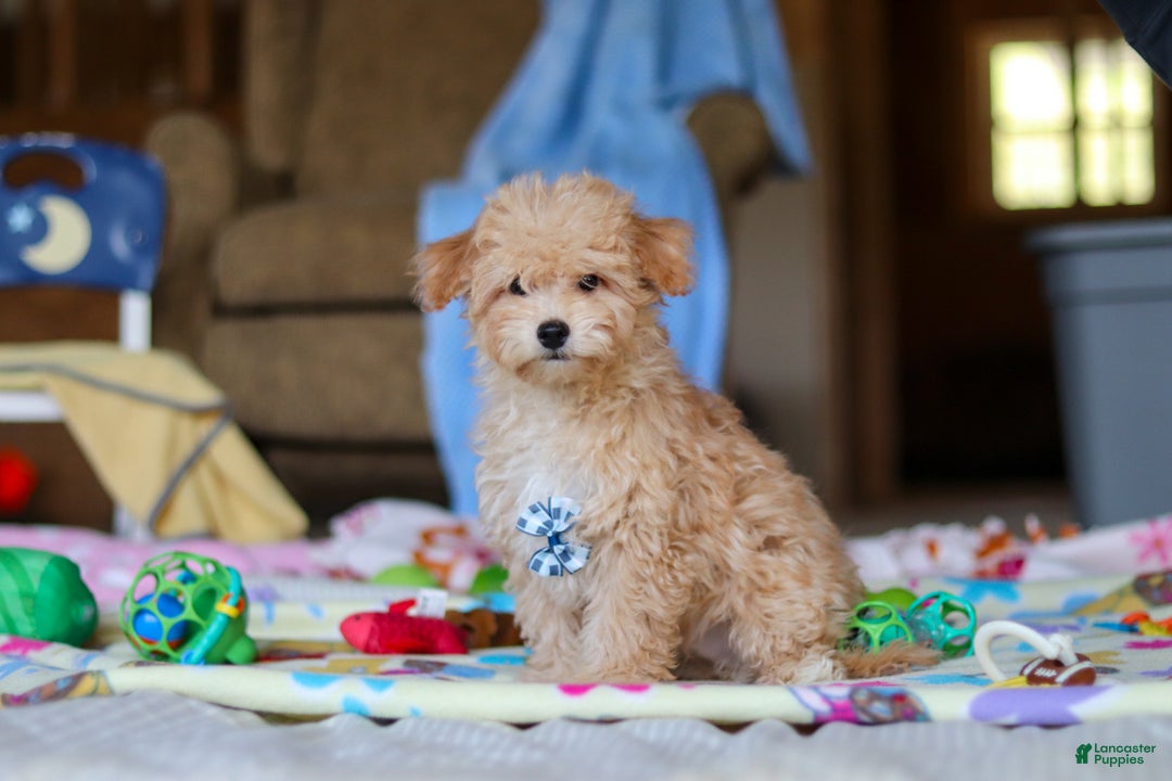 Havapoo dogs for sale: Max - Ad 1