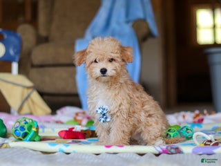 Havapoo dogs Max - Ad 36