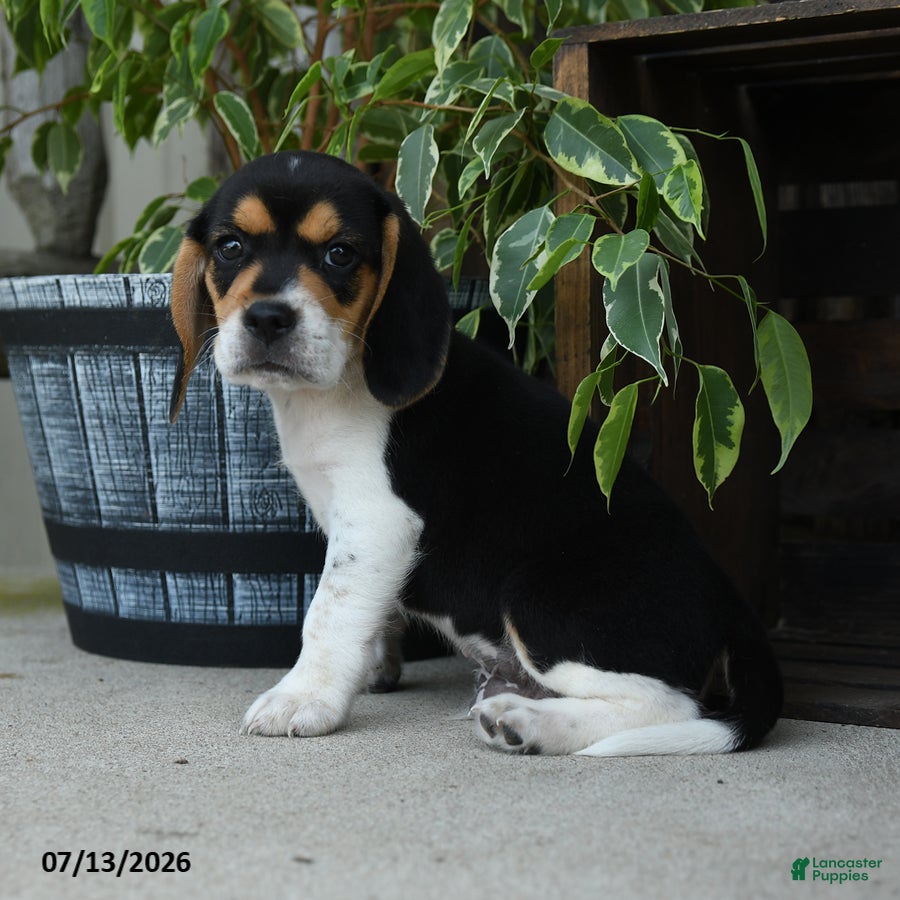 Beagle dogs Jupiter - Ad 1