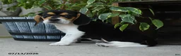 Beagle dogs for sale: Jupiter - Ad 1