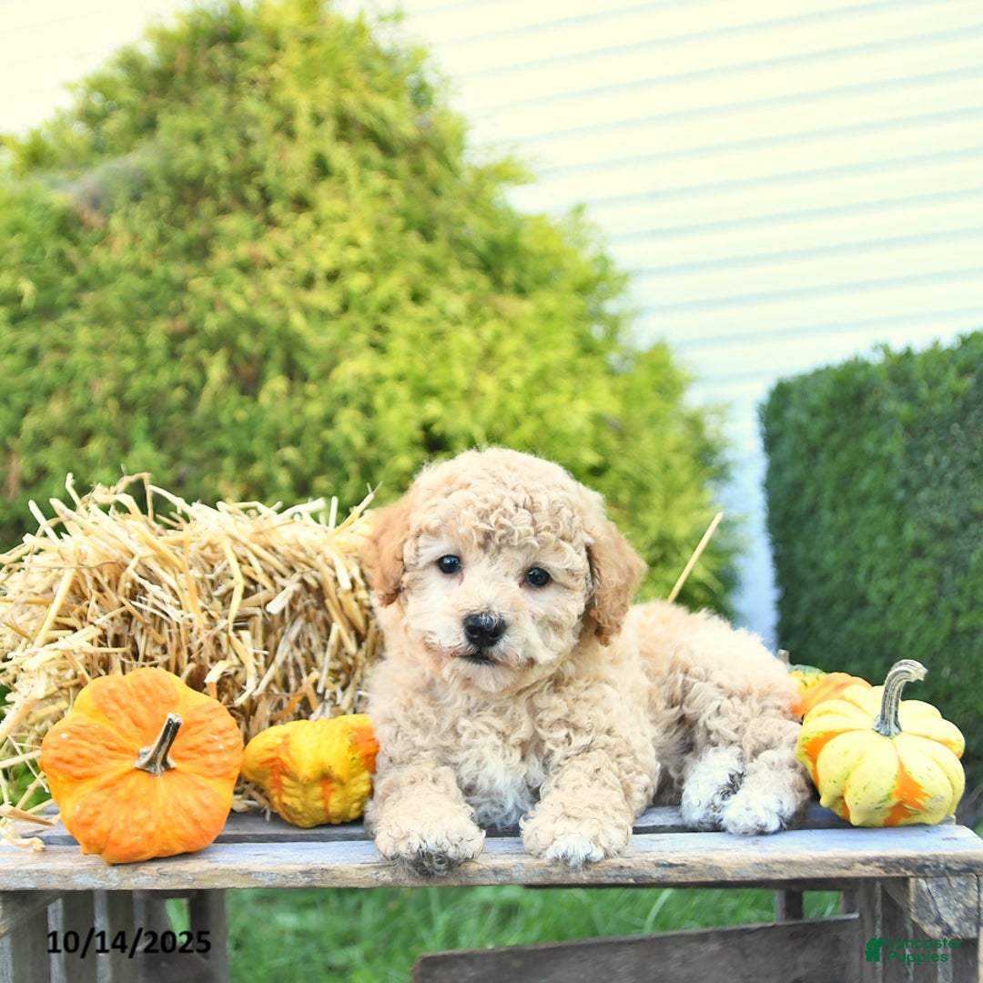 Havapoo dogs for sale: Prince EXTRA SMALL - Ad 9