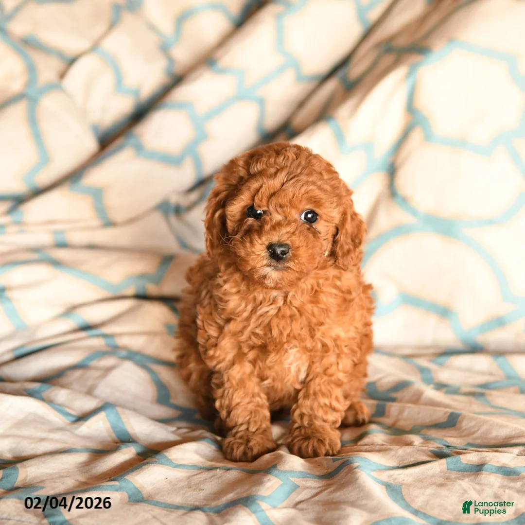 Cockapoo dogs for sale: Moxie - Ad 1