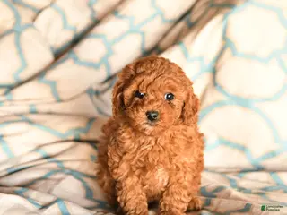 Cockapoo dogs Moxie - Ad 37