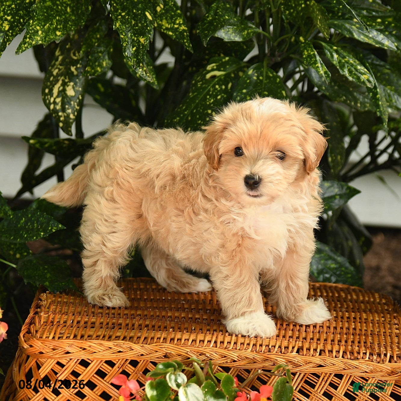 Maltipoo dogs Preston - Ad 2