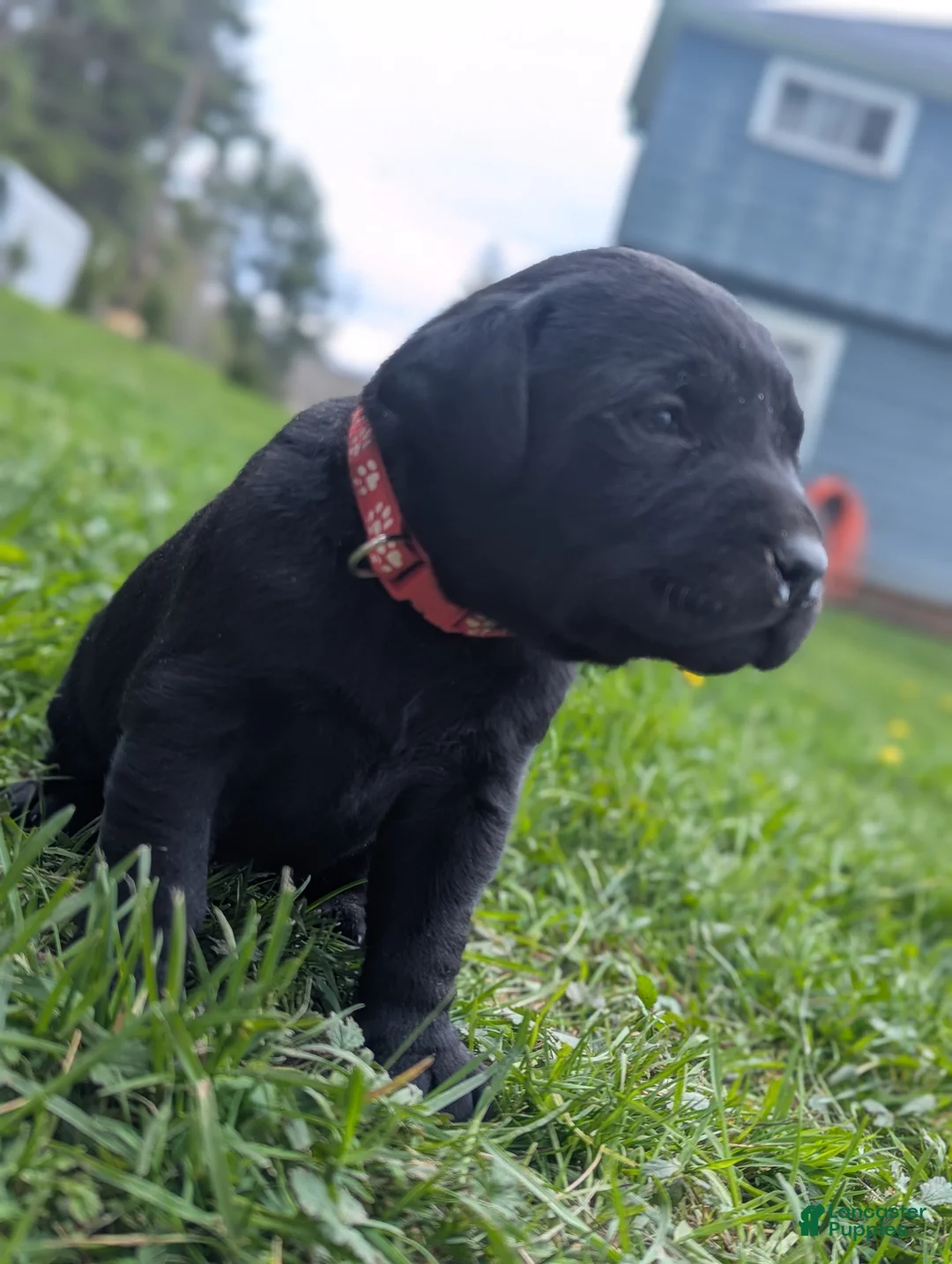Labrador Retriever dogs for sale: Willow - Ad 2