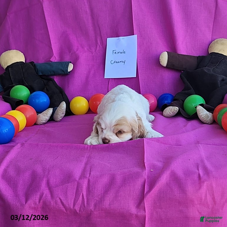 English Cocker Spaniel dogs Creamy - Ad 2