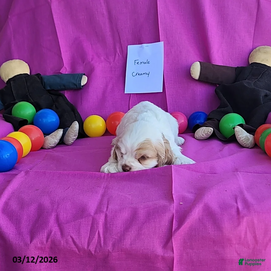 Cocker Spaniel dogs for sale: Creamy - Ad 2