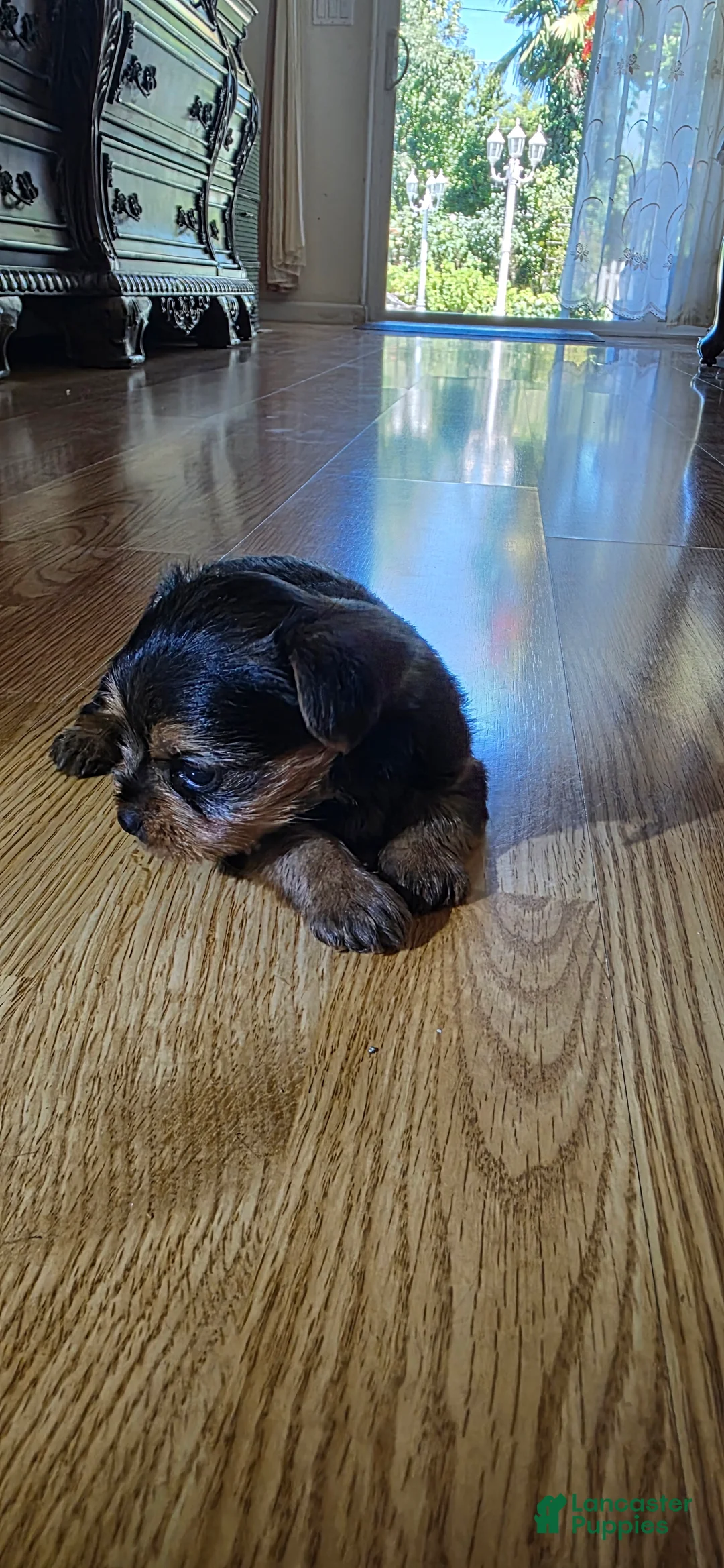Yorkshire Terrier dogs for sale: Yorkshire Terrier 3 - Ad 2