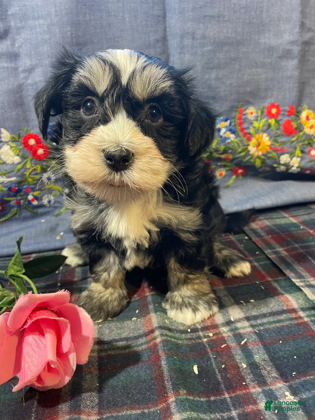 Havanese dogs for sale: Gizmo - Ad 2