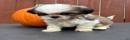 Shih Tzu dogs for sale: Fudge - Ad 8