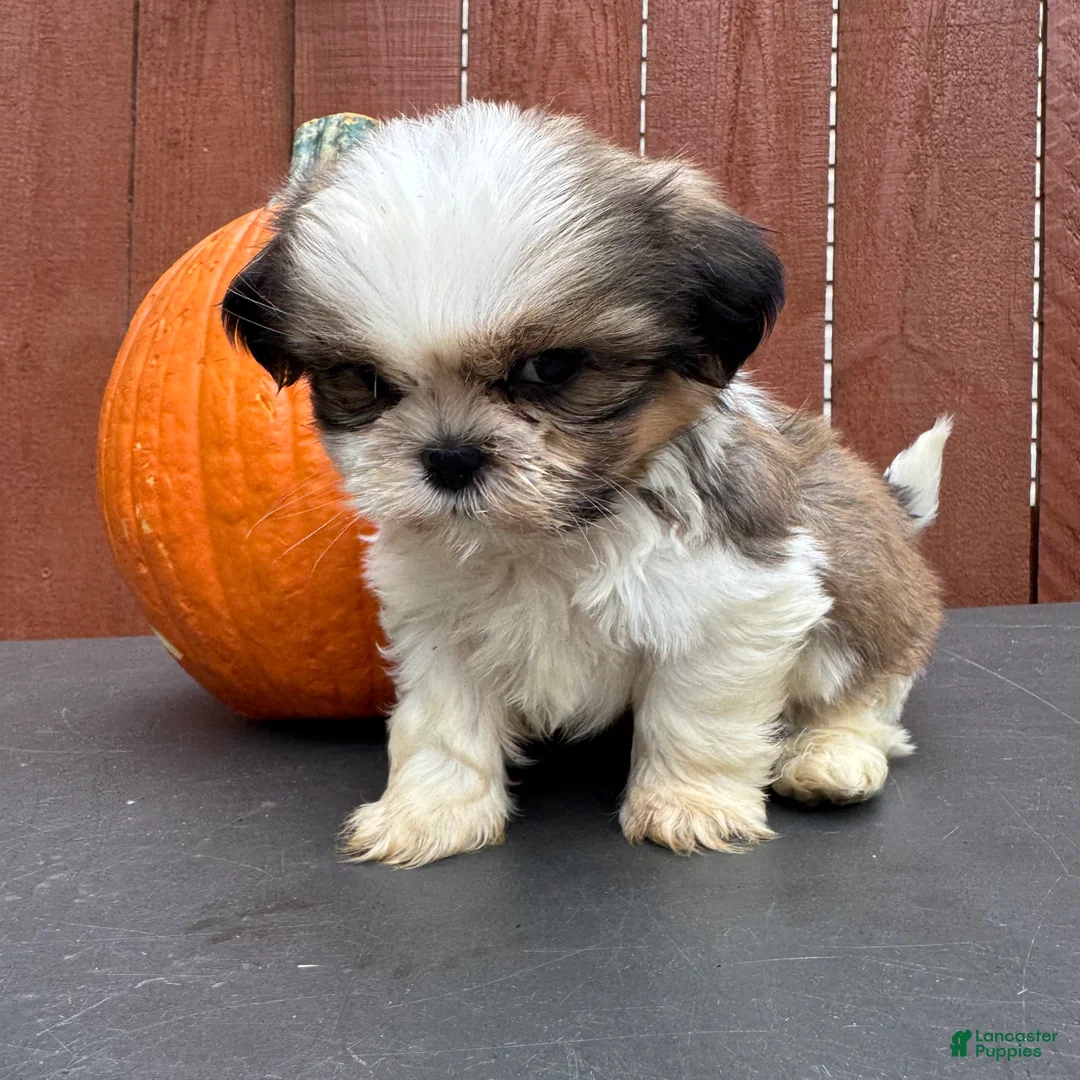 Shih Tzu dogs for sale: Fudge - Ad 8