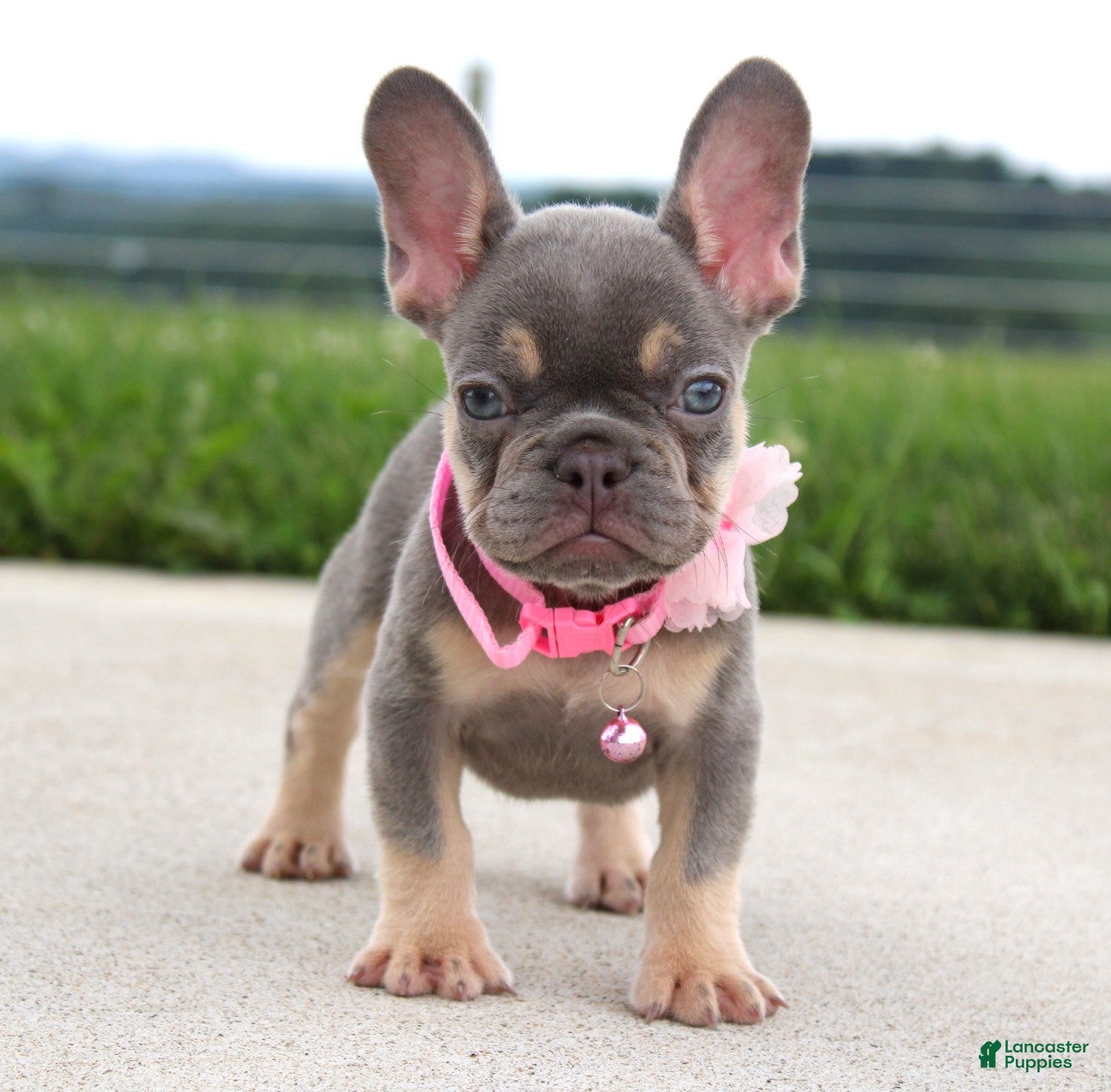 French Bulldog dogs Penny - Ad 1