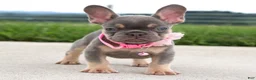 French Bulldog dogs for sale: Penny - Ad 1