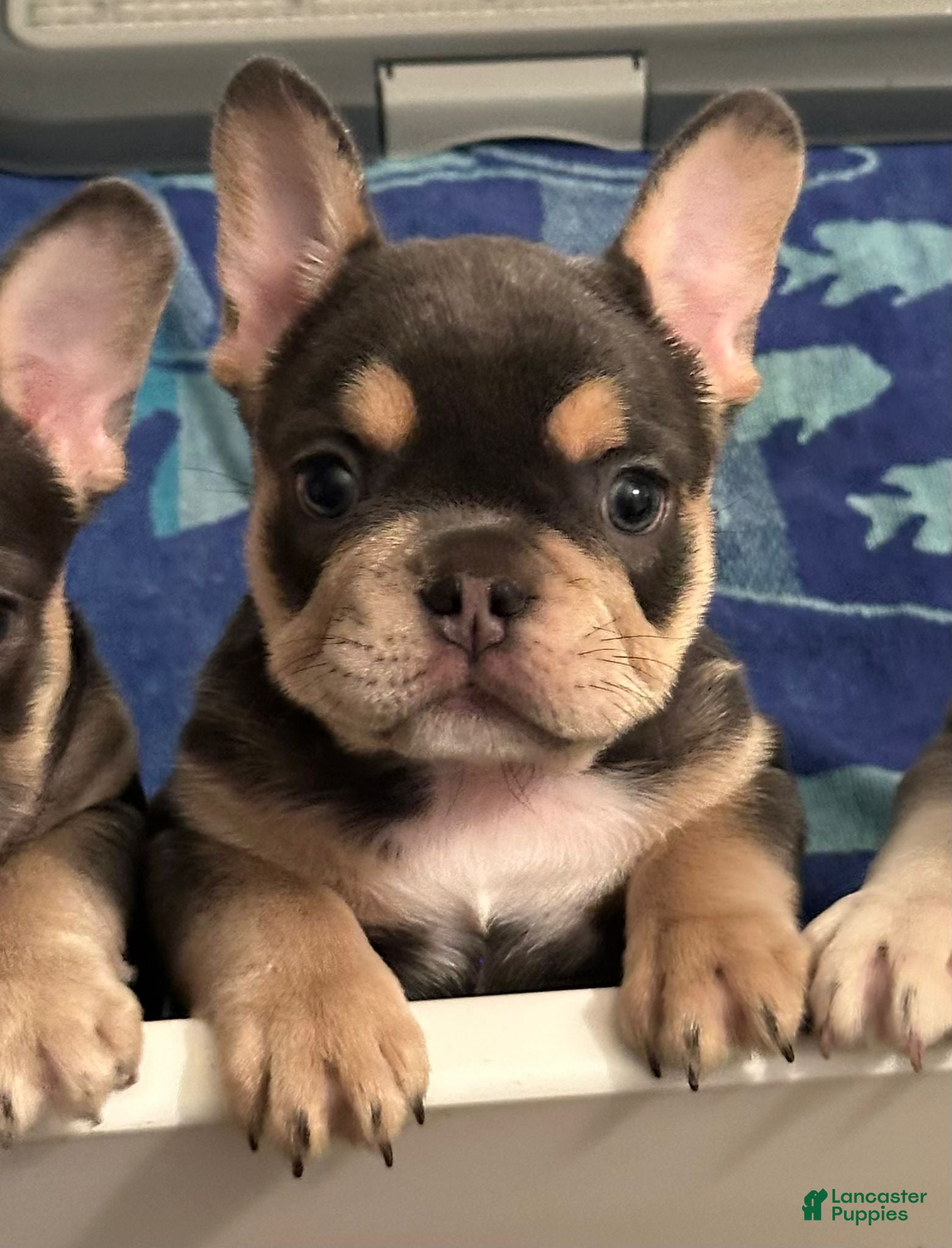 French Bulldog dogs Mystique - Ad 1