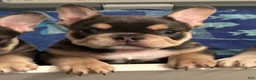 French Bulldog dogs for sale: Mystique - Ad 2